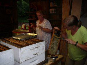 first honey harvest